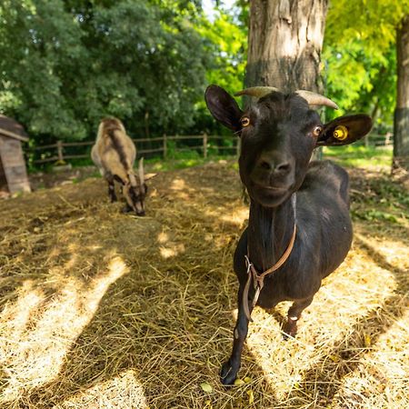 Agriturismo Colle Dei Pivi Ponti sul Mincio Eksteriør bilde
