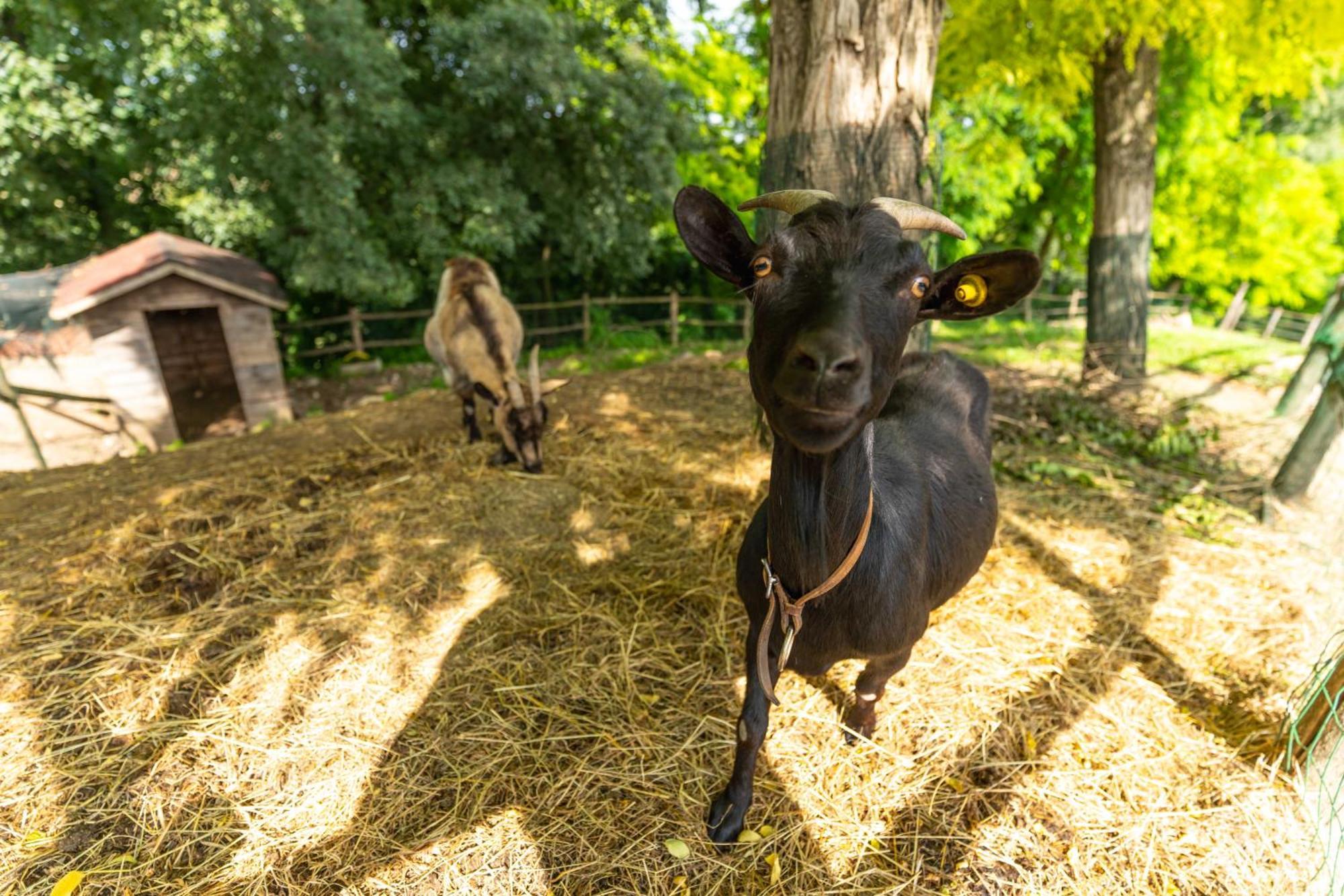 Agriturismo Colle Dei Pivi Ponti sul Mincio Eksteriør bilde