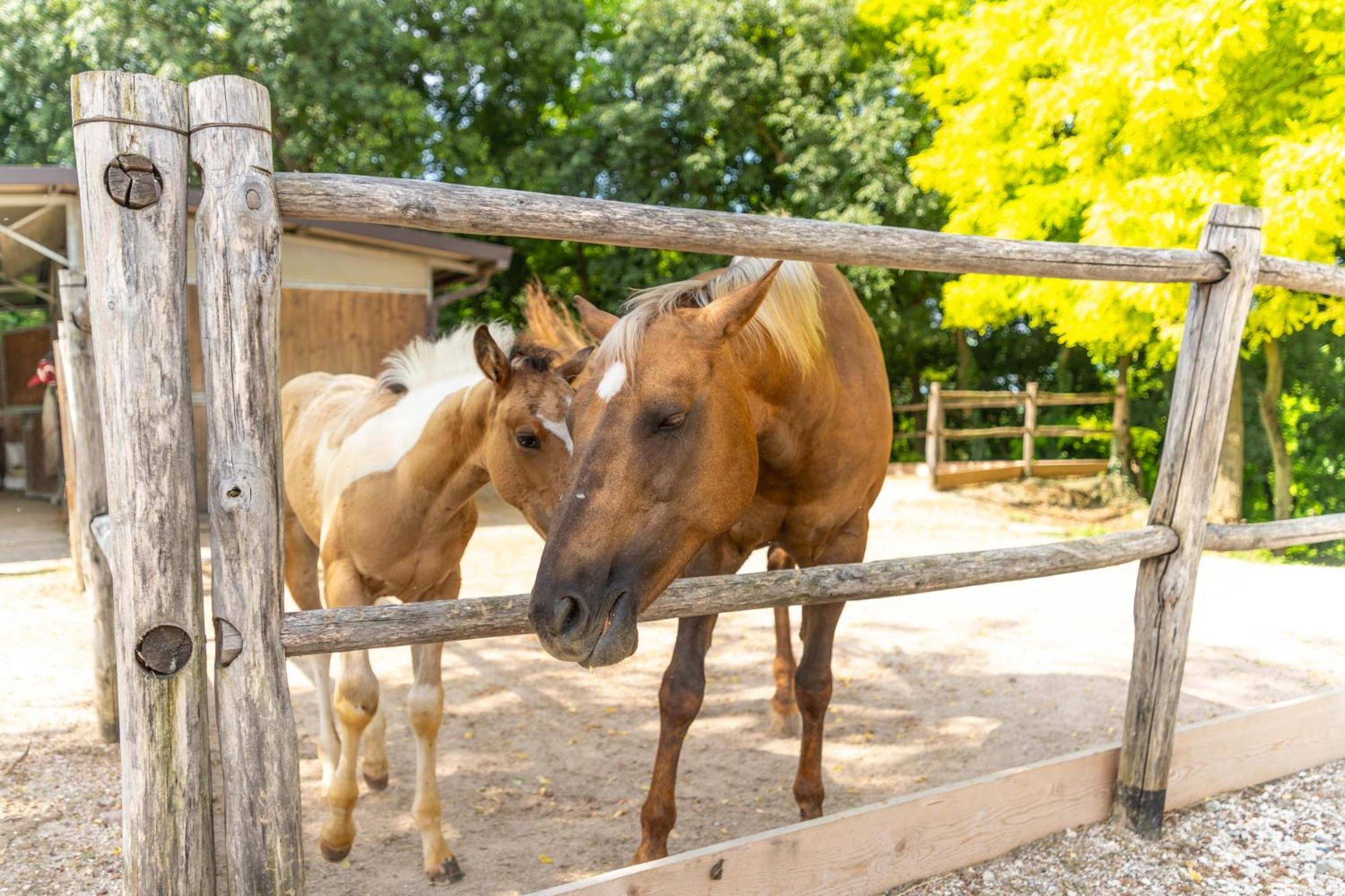 Agriturismo Colle Dei Pivi Ponti sul Mincio Eksteriør bilde